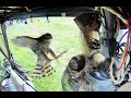 Graphic Warning Coopers Hawk Steals Baby Robins From Nest One By One