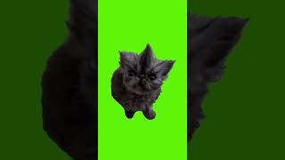 Download lagu green screen kucing lucu #greenscreen #greenscreencat #greenscreenmeme #greenscreenvideo #kucing mp3 Download lagu green screen kucing lucu #greenscreen #greenscreencat #greenscreenmeme #greenscreenvideo #kucing mp3