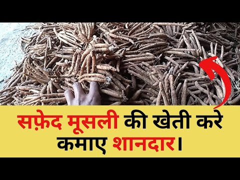 Dry Safed Musli Roots