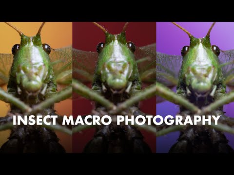 Heuschrecke im Detail: Ein beeindruckendes Tutorial zur Makrofotografie
