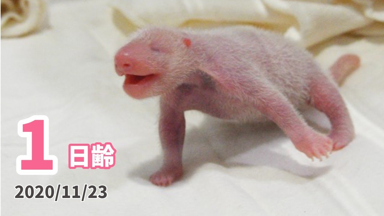 クラウドファンディングプロジェクト：和歌山の赤ちゃんパンダ「楓浜（ふうひん）」 生まれてからの１年間を 特製ムック本に