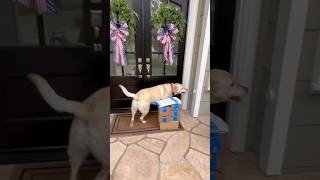Nothing Was Stopping This Dog From Seeing Her Best Friend Today
