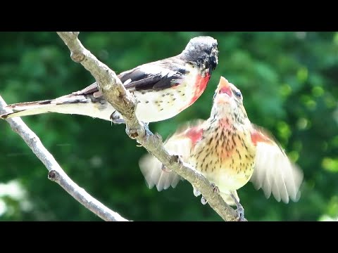 Juvenile rose breasted grosbeak begging for lunch