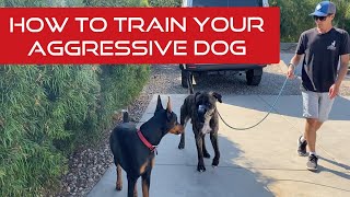 Learn how to touch, correct and reinforce your aggressive dog