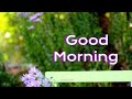 Good Morning Good Morning Wishes Good Morning Videos Status Good Morning Photos Good Morning Ima