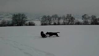 preview picture of video 'Spielende Hunde im Schnee Febr. 2010'