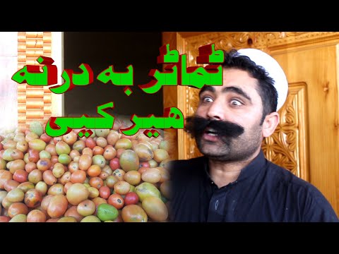 Tamatar ba darna her kre zan warta tayar kre / swat kpk vines funny And islahi video
