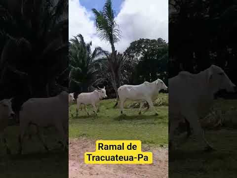 Ramal de Tracuateua-Pa