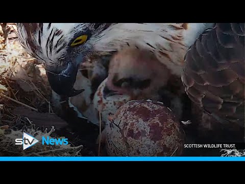 First osprey chick of the season hatches at wildlife reserve