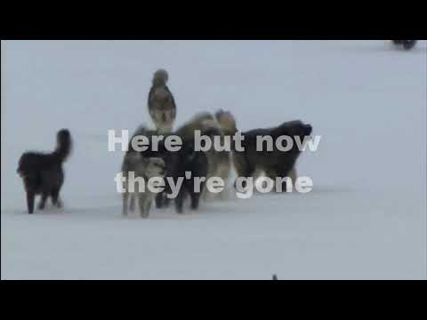 Don't Fear The Reaper - (Short)Wolf Tribute