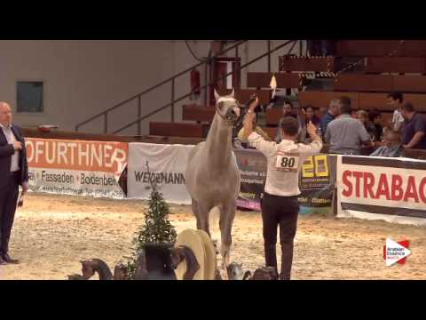 N.80 ECHO MARS - Wels 2015 - Stallions 4-6 years old (Class 12)