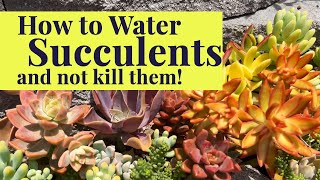 How to Water Succulents | Succulent Care Tips & Tricks