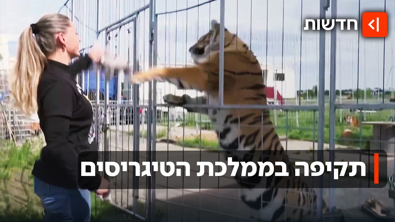 תקרית קשה באתר הליטוף של ״מלכת הטיגריסים״: טיגריס תקף מטפל – וחוסל