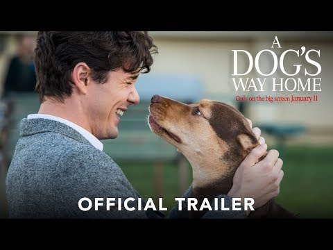 Download A Dogs Way Home Movie 3gp Mp4 Codedwap