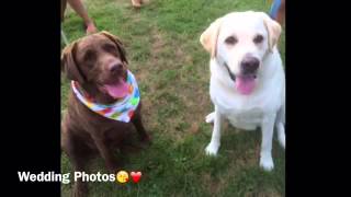 Reese & Vince's Wedding!