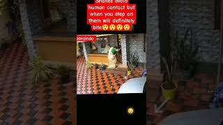 Download lagu Snake bite.#nature #snakers #kingcobra #wildlife #kingsnake #india #snakehunter #america #ratsnake mp3