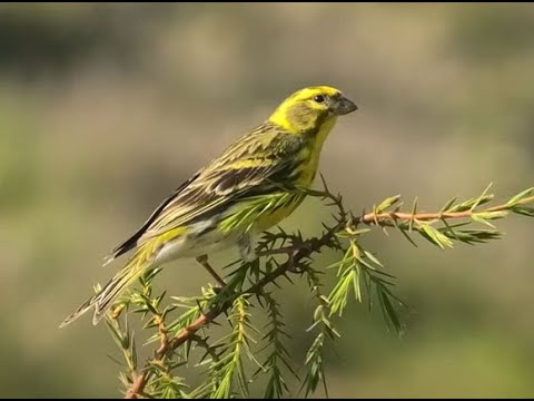 VERDECILLO | SERIN | Serinus serinus