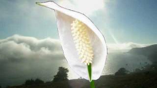 Let There be Peace on Earth -- Vince Gill and Jenny Gill