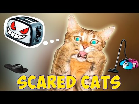 Cats Scared Of Random Things - Scared Cats Compilation - Funny Cats 2016
