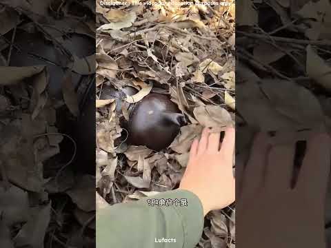 HE TAKE A INSERT INSIDE A GRACE BUT END PUT THAT PLACE #shorts