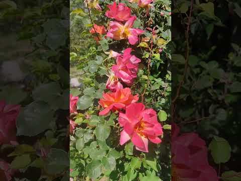 beautiful flowers..#trending #vlog #shravya #beauty #flower #multicolors