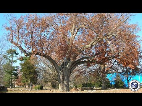 youtube embeded image