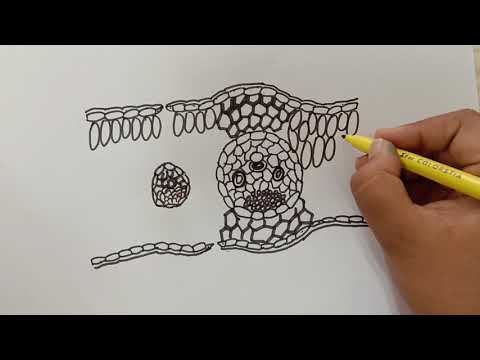 Create Your Own Labeled Monocot Leaf Masterpiece Now