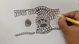 HOW TO DRAW INTERNAL STRUCTURE OF MONOCOT LEAF | BOTANY DRAWINGS | BIOLOGY