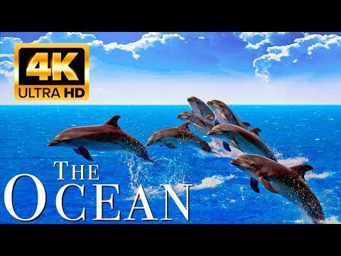 3 HOURS of 4K Underwater Wonders + Relaxing Music - Coral Reefs & Colorful Sea Life in UHD
