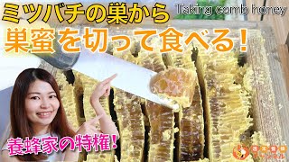 これぞ養蜂家の特権！蜜蜂の巣から巣蜜(コムハニー)を切り出して食べる！