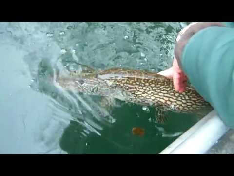 Catch & Release - rilascio luccio catturato sul Ticino