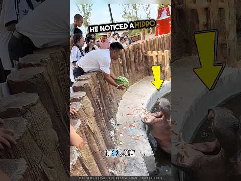 This Man Shared Watermelons With Two Hippos and Made Them So Happy