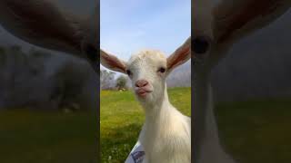 Download lagu cute buddy#memna #bakri #animals #shorts #subscribe 🔔❤ mp3