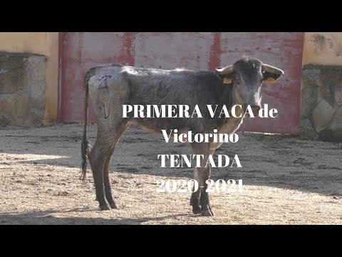 PRIMERA VACA en TENTADERO 2020-2021