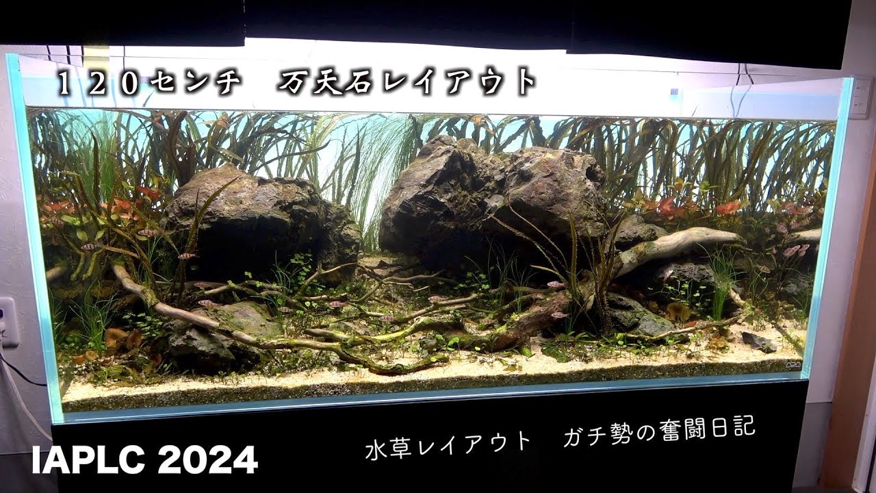 ADA IAPLC2024 万天石レイアウト、ガチ勢の奮闘日記。