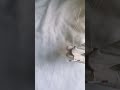 Cupper T Insertion IUD Parts Intrauterine Devices IUCD Viralshorts Shortsvideo Medical Nursing