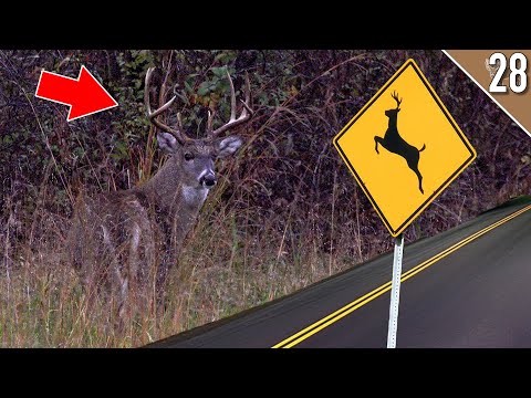 BIG BUCKS Right Off The ROAD!!! (Missouri Deer Hunting)