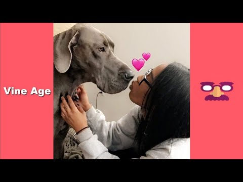 Top Vines of Alli Cattt (W/Titles) Best Vine Compilation of Alli Cattt 2017 - Vine Age✔