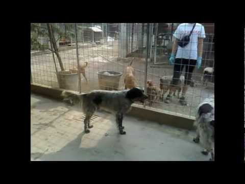 CANILE DI MIRANDOLA: JAMES E OMER DOLCISSIMI SETTER IN CERCA DI CASA.wmv