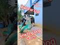 Gojo Double Dog Catch Dog Streetdogrevival City Ytviral Gojo