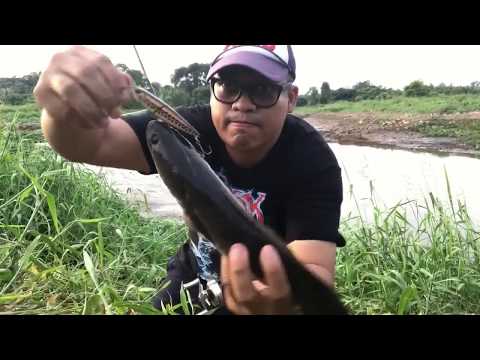 DUO Realis Pencil 85  : HOW TO CATCH SNAKEHEAD FISH