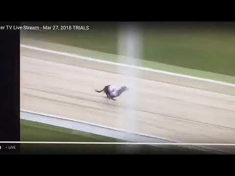 Bubbly Turbo Doing 15:10 In His Trial At Towcester.