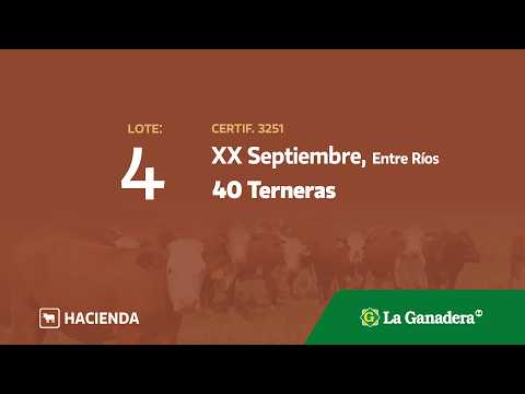 Lote Terneras en XX de Septiembre
