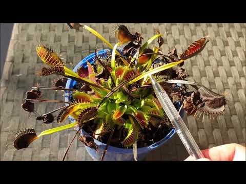 Venus Flytraps - Dormancy Signs