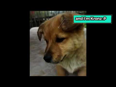 🐶 Krantz , Kronz 🐶 -  🐱 Mitzi 🐱 - Funny Cute Dogs & Cat Shorts Pets Show ! Thanks For Follow us! :)