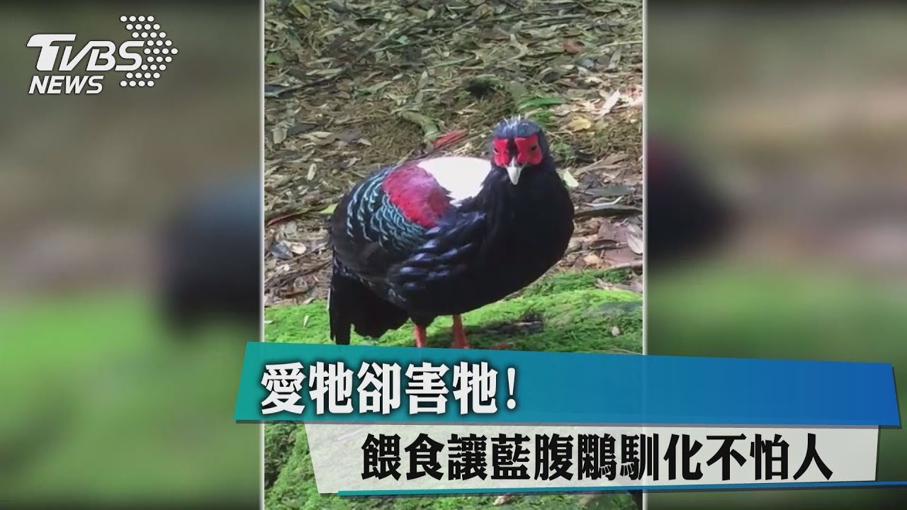 愛牠卻害牠! 餵食讓藍腹鷴馴化不怕人