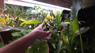 My Favorite Growlights