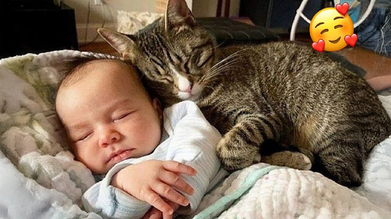 "Animals with 🐕 Attitude: Hilarious Moments You Can't Miss! ;p 2024 "Part 38  | Can't Stop Laughings