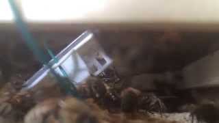 Queen bee in cage just introduced to the hive