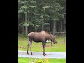 Moose Loves To Slip 'N Slide!